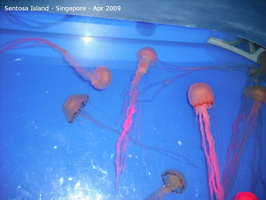20090422 Singapore-Sentosa Island  22 of 38 